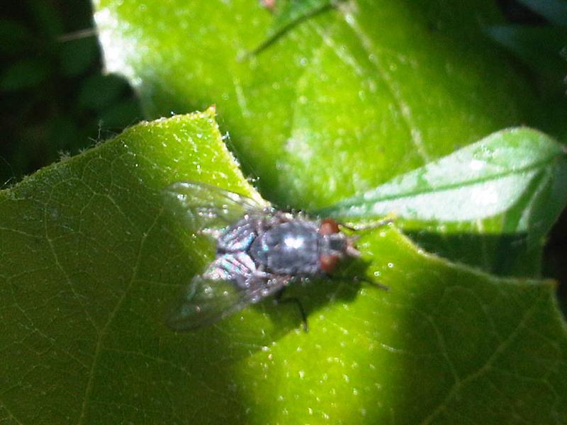 File:Calliphora vicina2.jpg