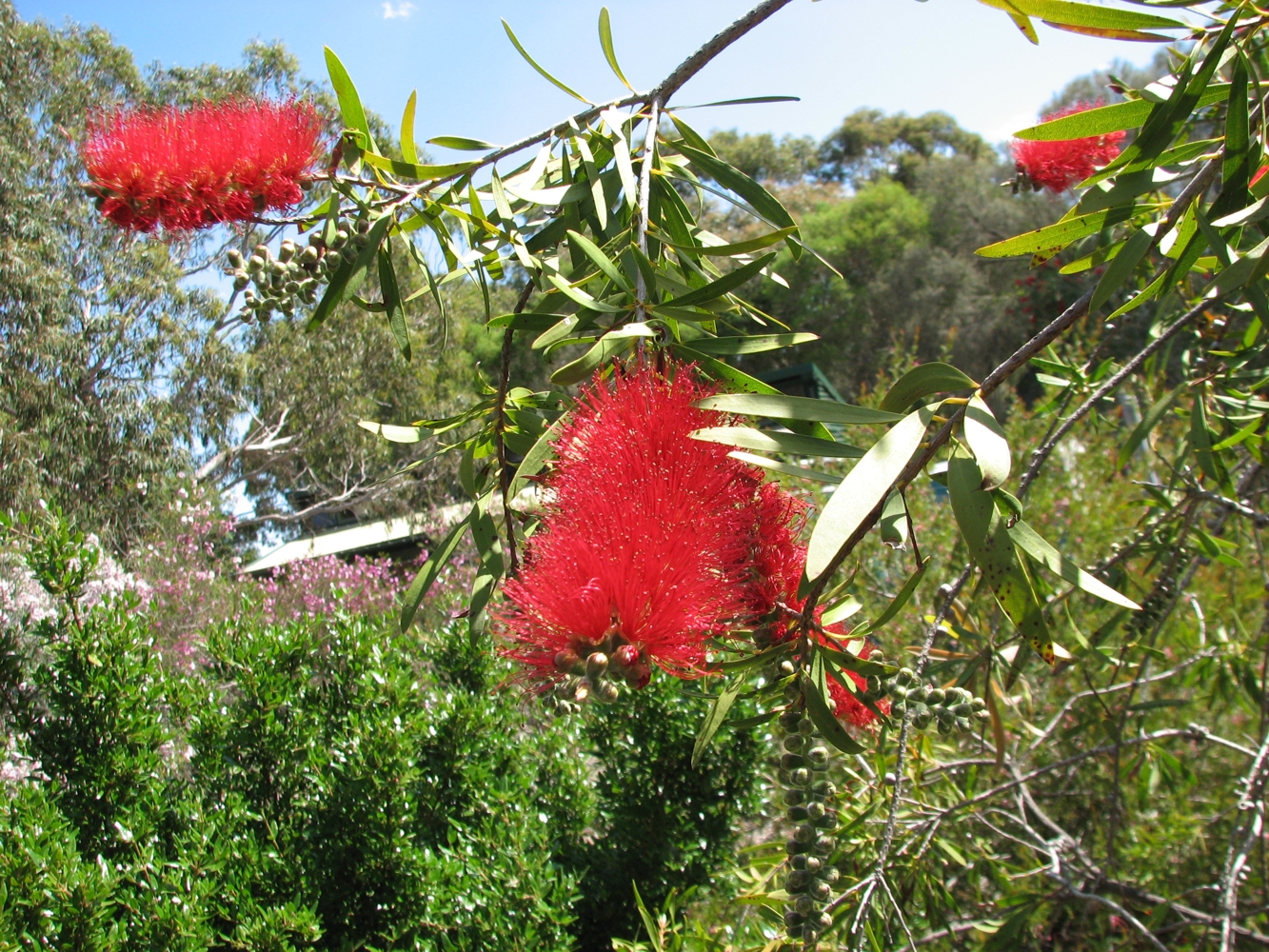 https://upload.wikimedia.org/wikipedia/commons/1/19/Callistemon_%27Harkness%27.jpg