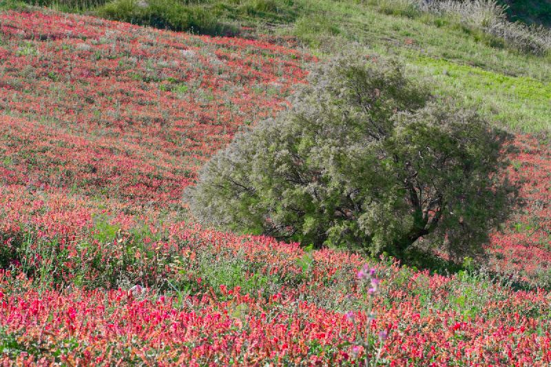 File:Campo di Sulla.jpg