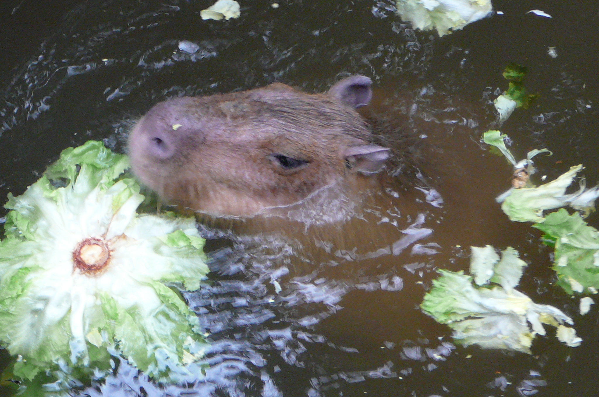 File:Capibara met Sla.JPG - Commons