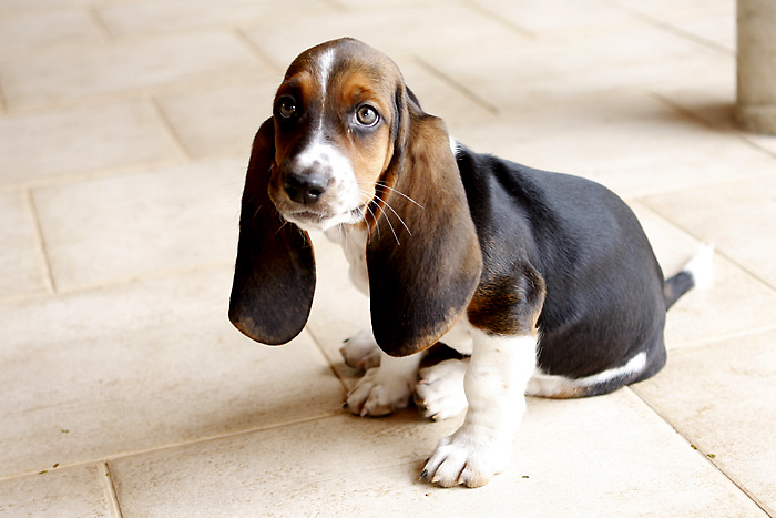 Basset puppy