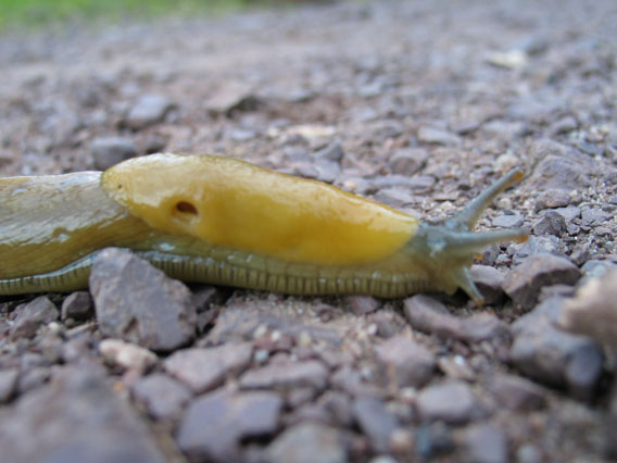 File:Close-up of a Banana Slug.jpg