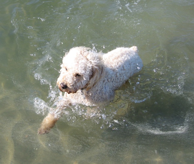 File:Cockapooswims.jpg