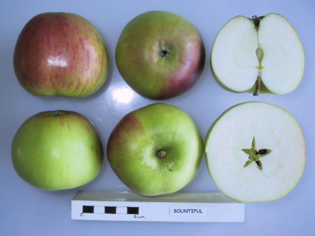 File:Cross section of Bountiful, National Fruit Collection (acc. 1977-054).jpg