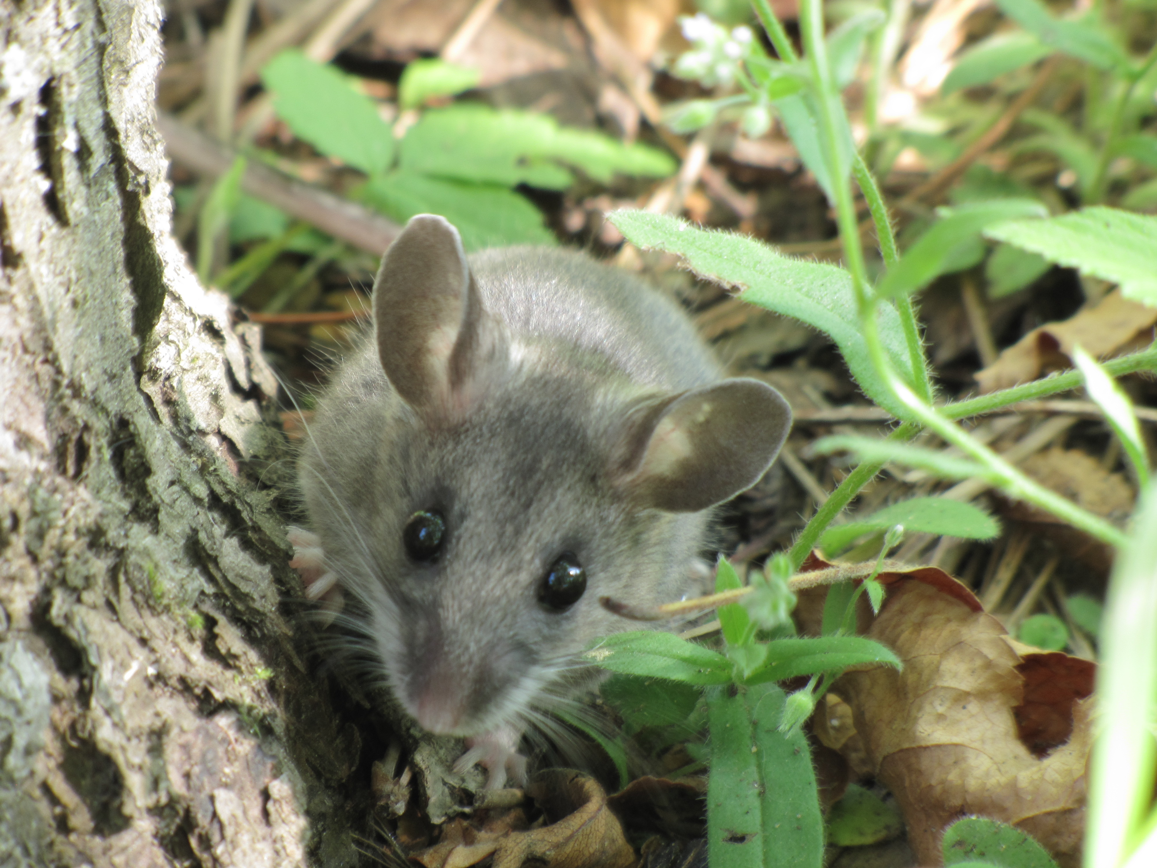 Zoological name shop of mouse