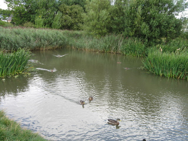 File:Duck pond in nature reserve adjacent Tileshed Lane - geograph.org.uk - 2030193.jpg