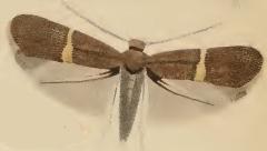 <i>Elachista bisulcella</i> Species of moth