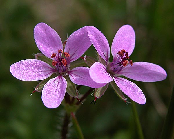 File:Erodium-cicutarium-250404.jpg