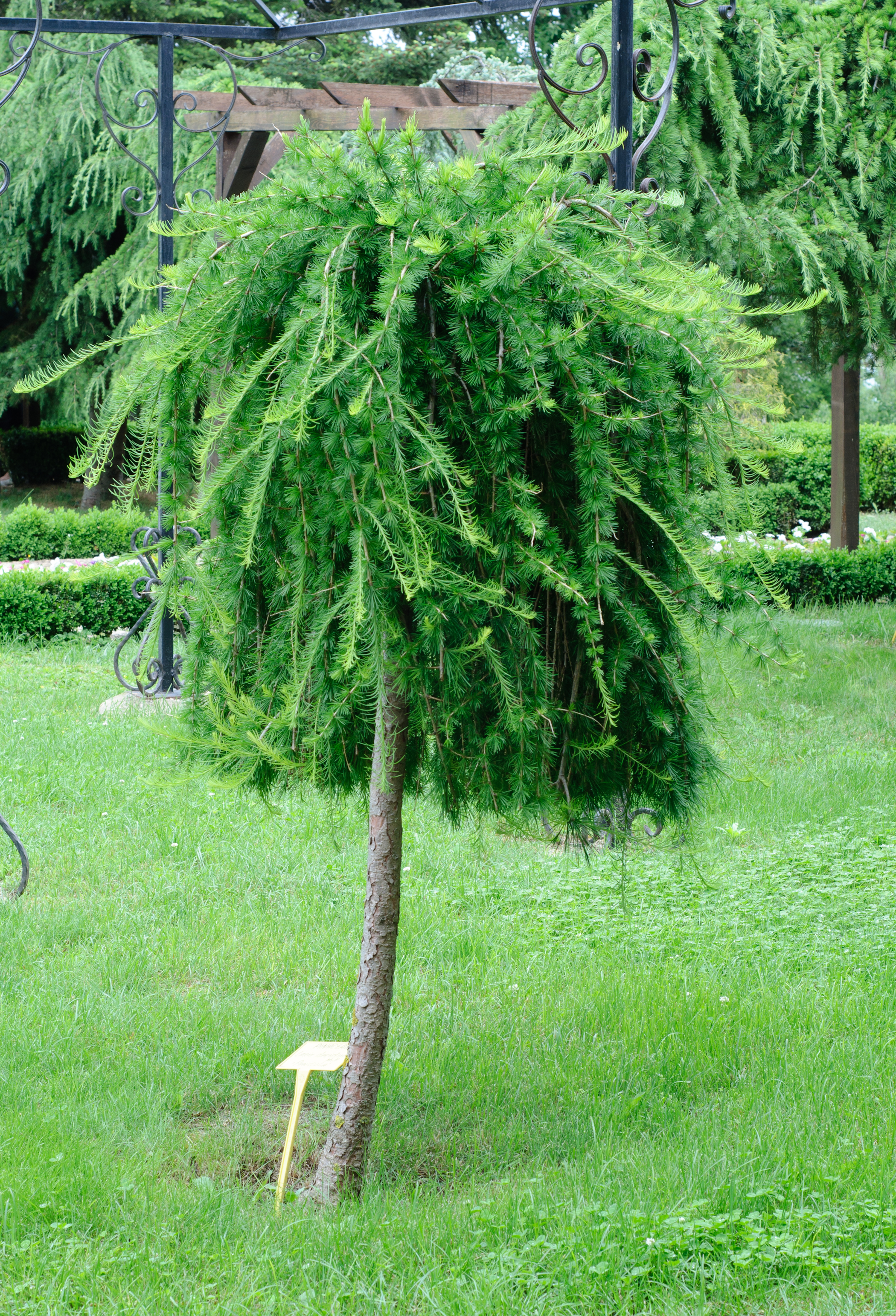 Лиственница Larix decidua