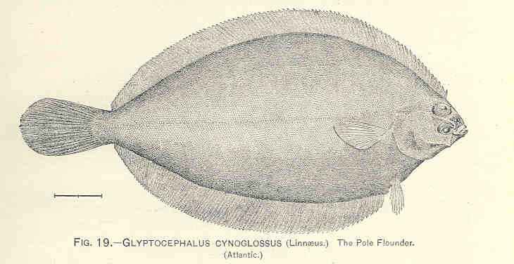 File:FMIB 33638 Glyptocephalus Cynoglossus (Linnaeus).jpeg