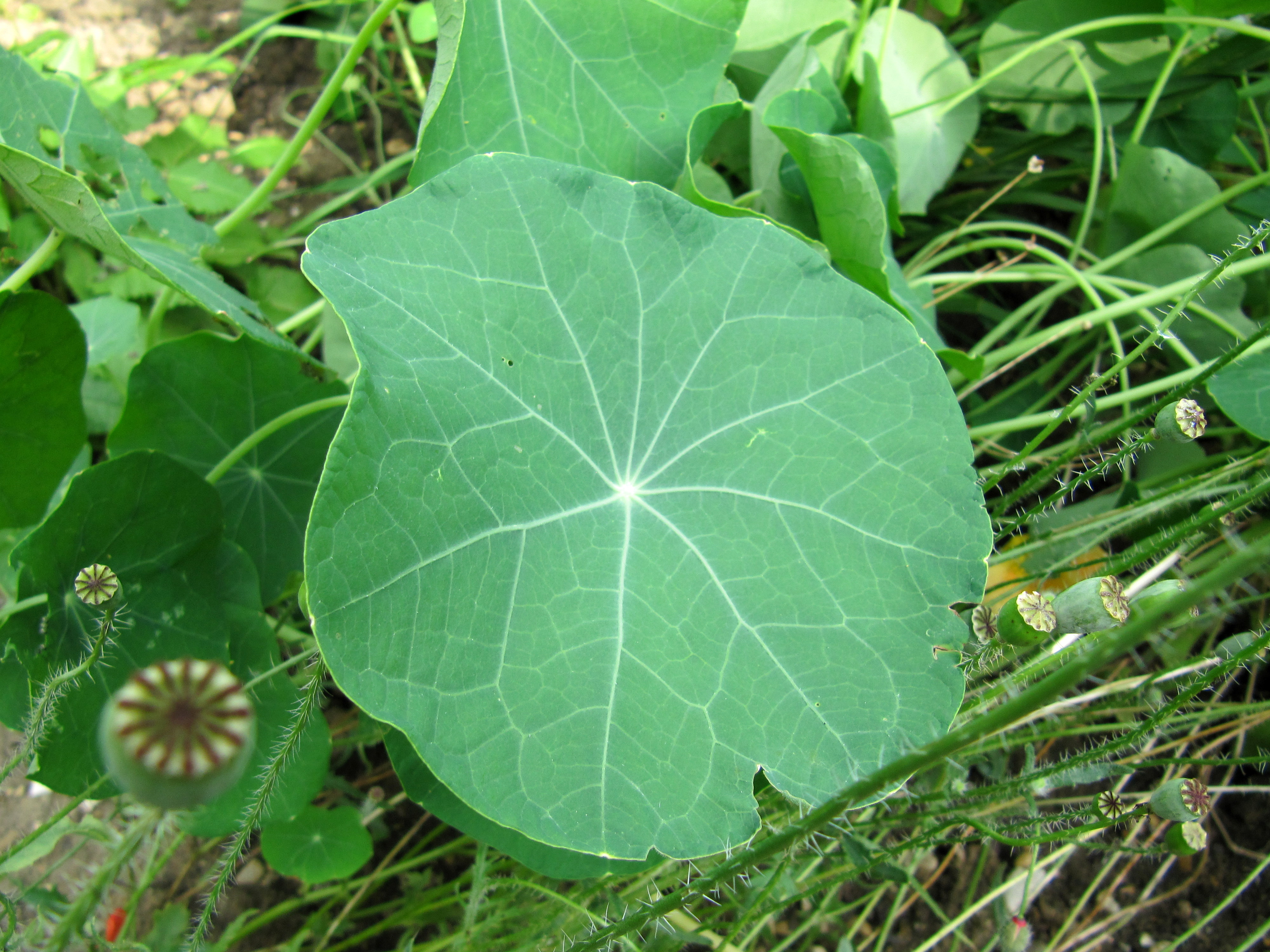 File Feuille Verte Ronde Jpg Wikimedia Commons