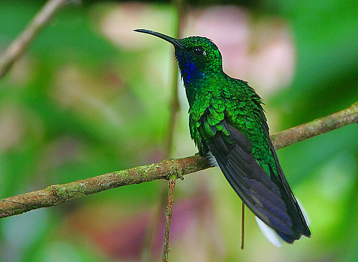 https://upload.wikimedia.org/wikipedia/commons/1/19/Flickr_-_Rainbirder_-_White-tailed_Sabrewing_[Campylopterus_ensipennis%29.jpg