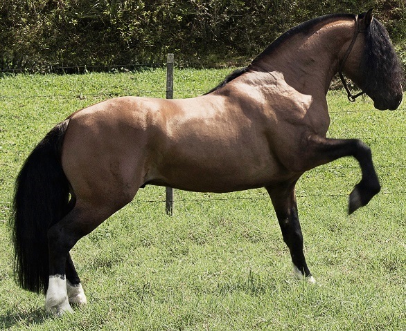 Cavalo crioulo