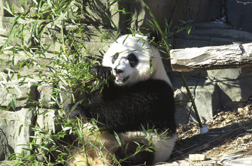 File:Giant Panda.jpg