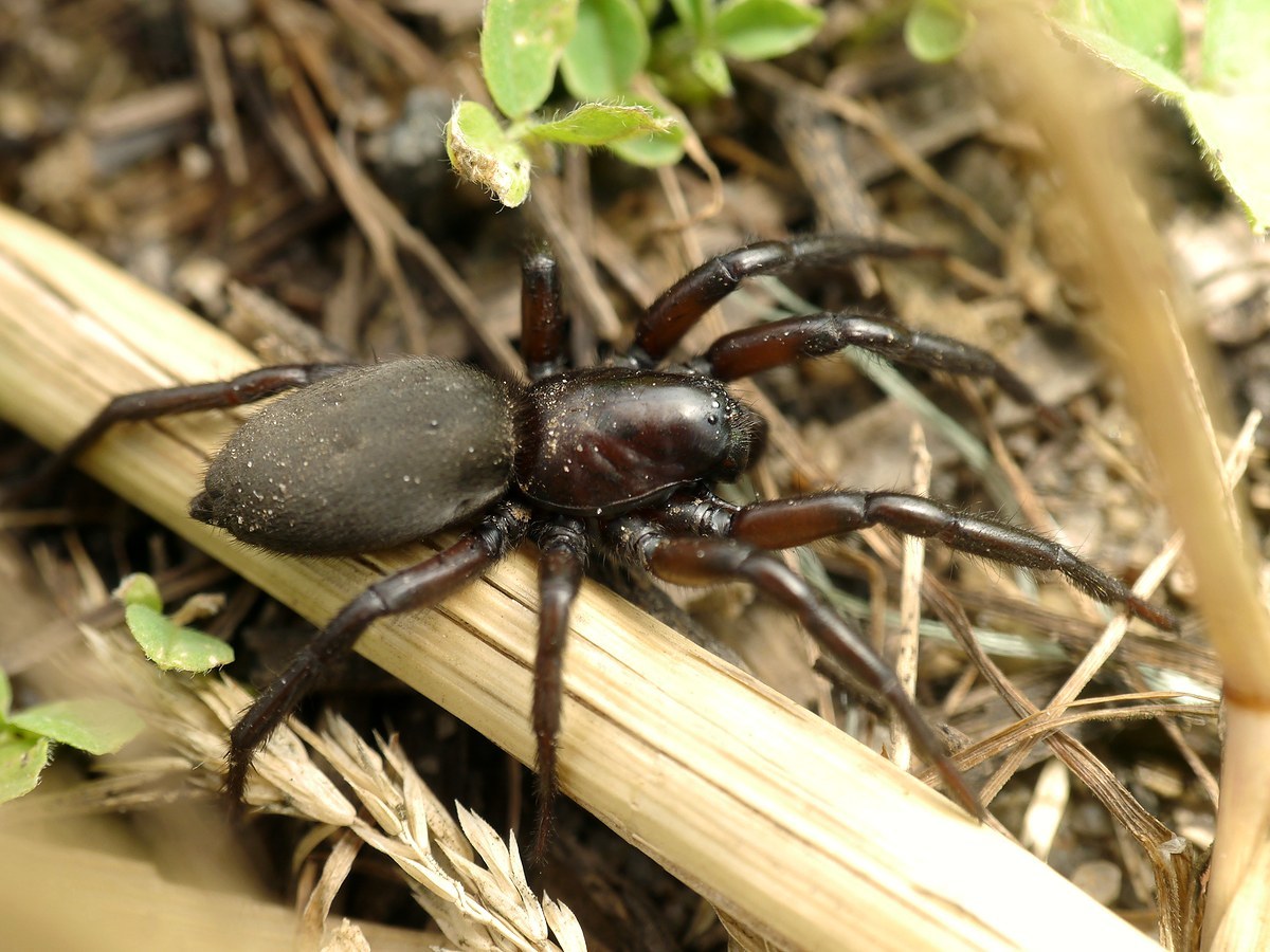 File Gnaphosa Female Lateral Jpg Wikimedia Commons