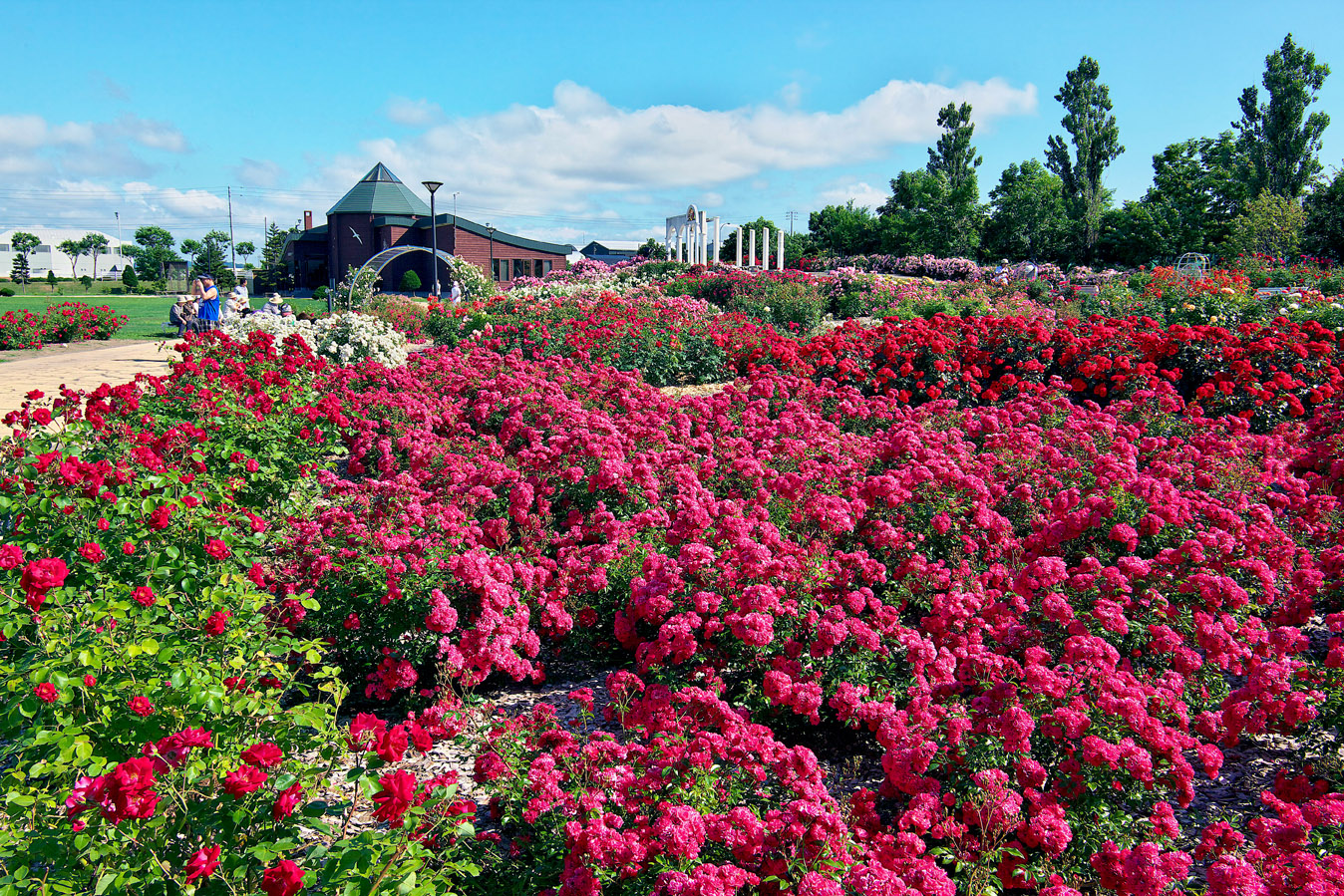 ファイル Haboro Rose Garden Jpg Wikipedia