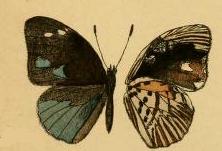 <i>Hewitsonia kirbyi</i> Species of butterfly