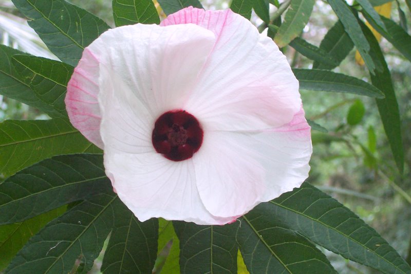 File:Hibiscus heterophyllus Chatswood West.jpg