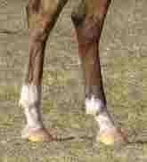 File:HorseSocks.jpg