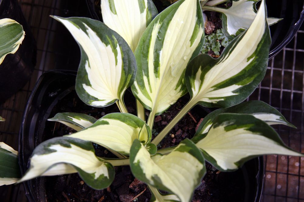 File Hosta Fire And Ice 3zz Jpg Wikimedia Commons