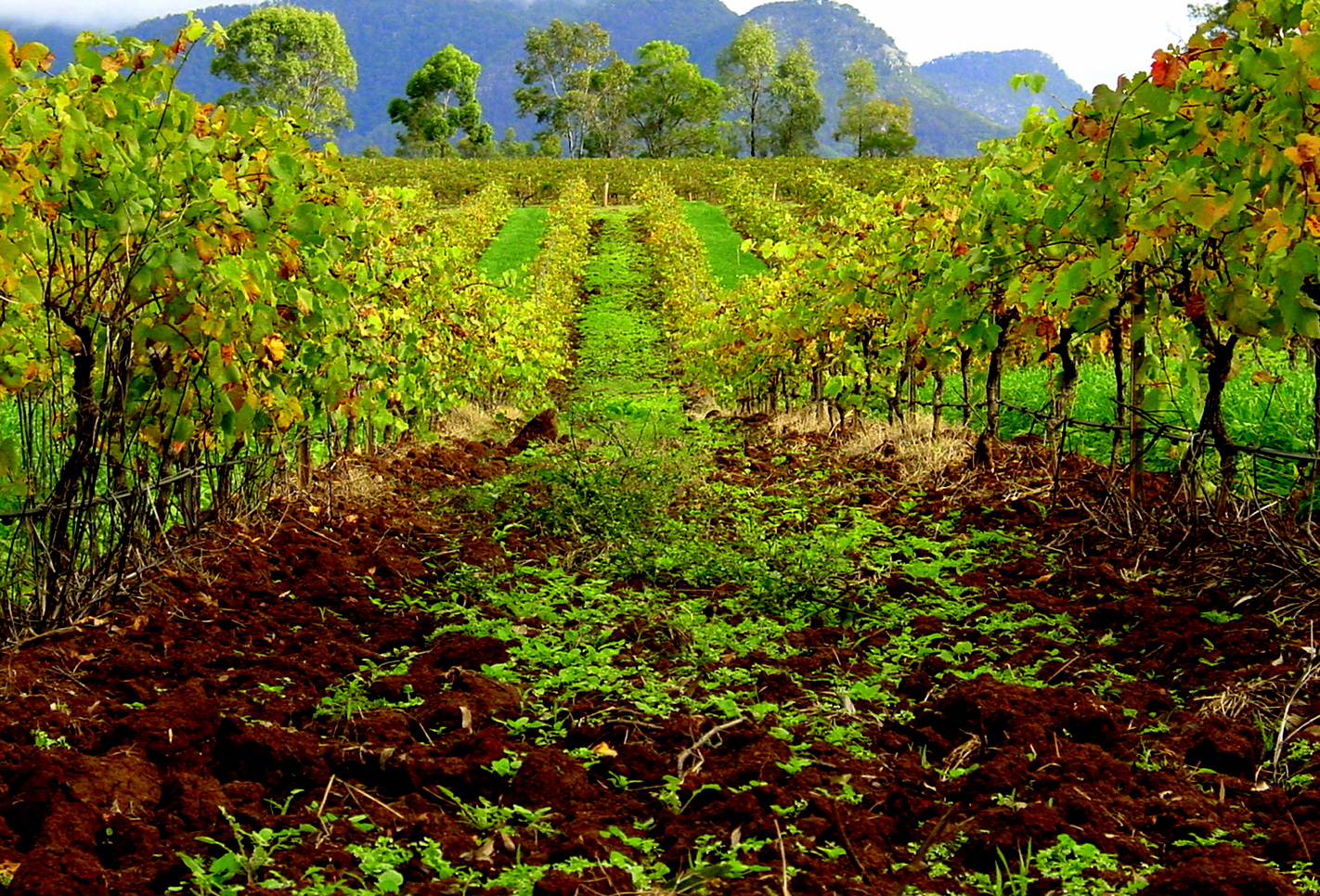 Alpine Valleys  Wine Australia