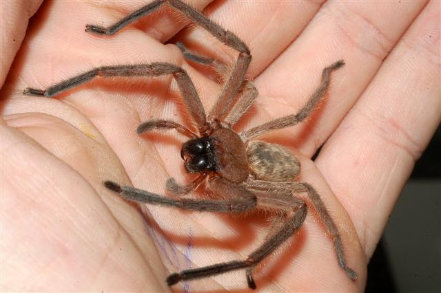 File:Huntsman-spider-in-hand.jpg