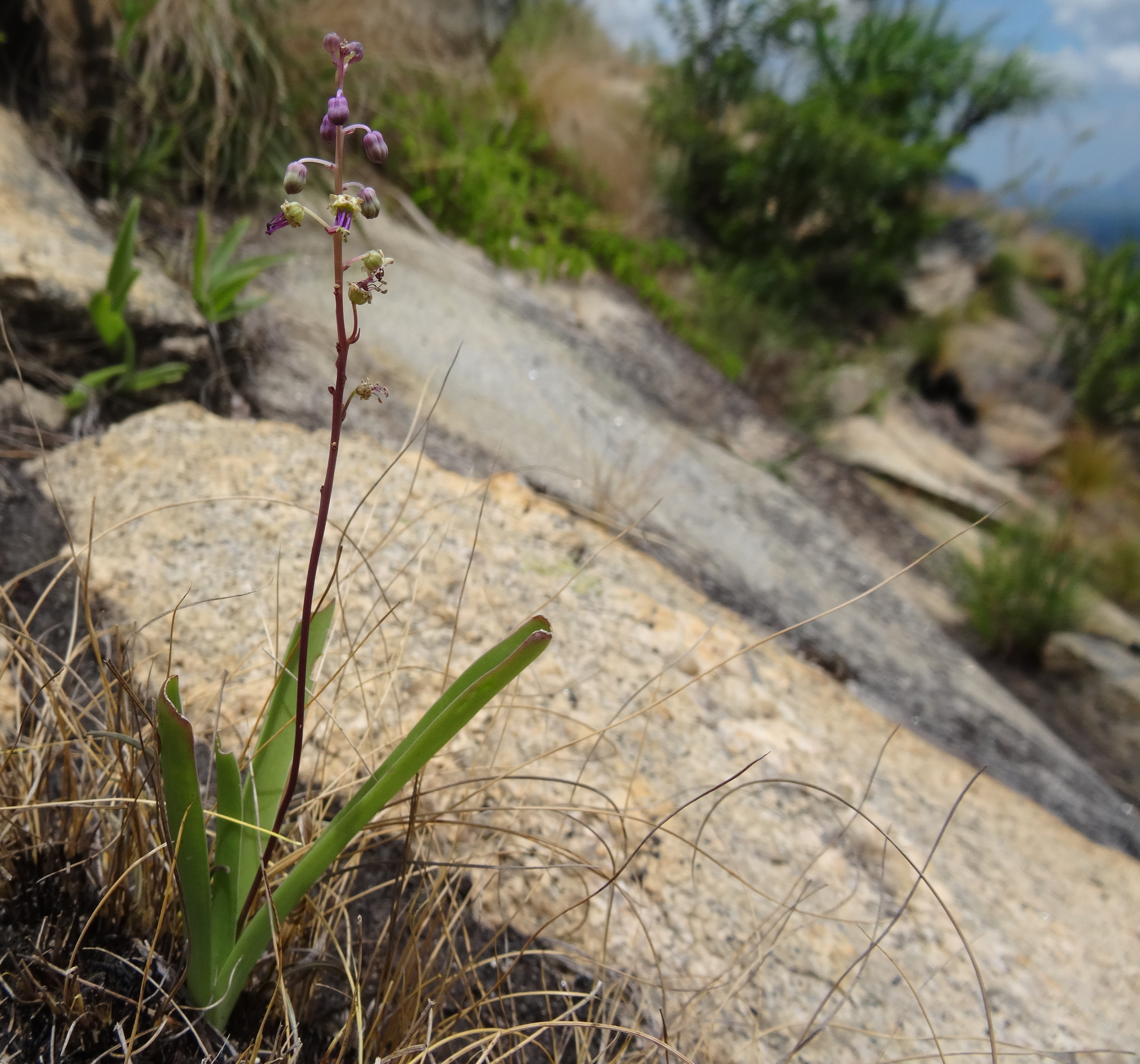 Hyacinthaceae - Mount Jaiane 1 (22270166599).jpg