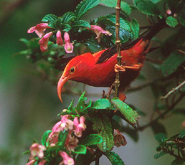 File:Iiwi on native mint - Hakalau Forest NWR.jpg