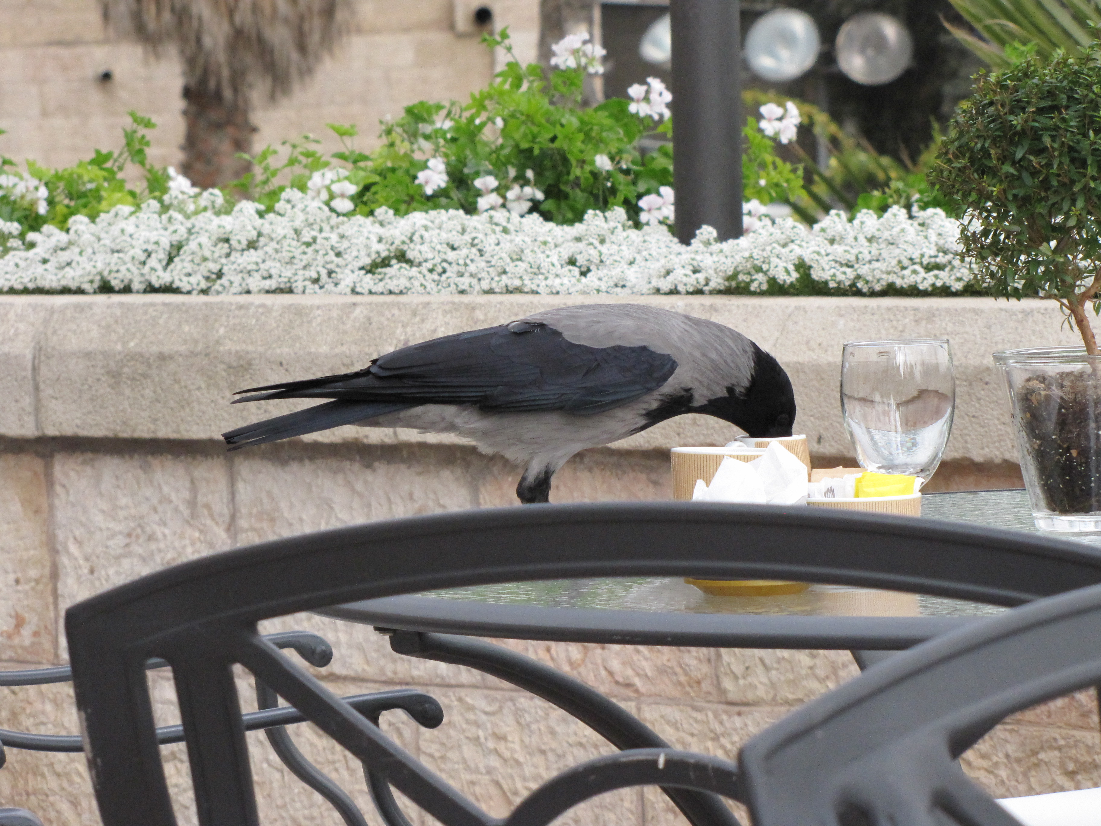 Jerusalem Tea at the David Hotel (4159816663).jpg