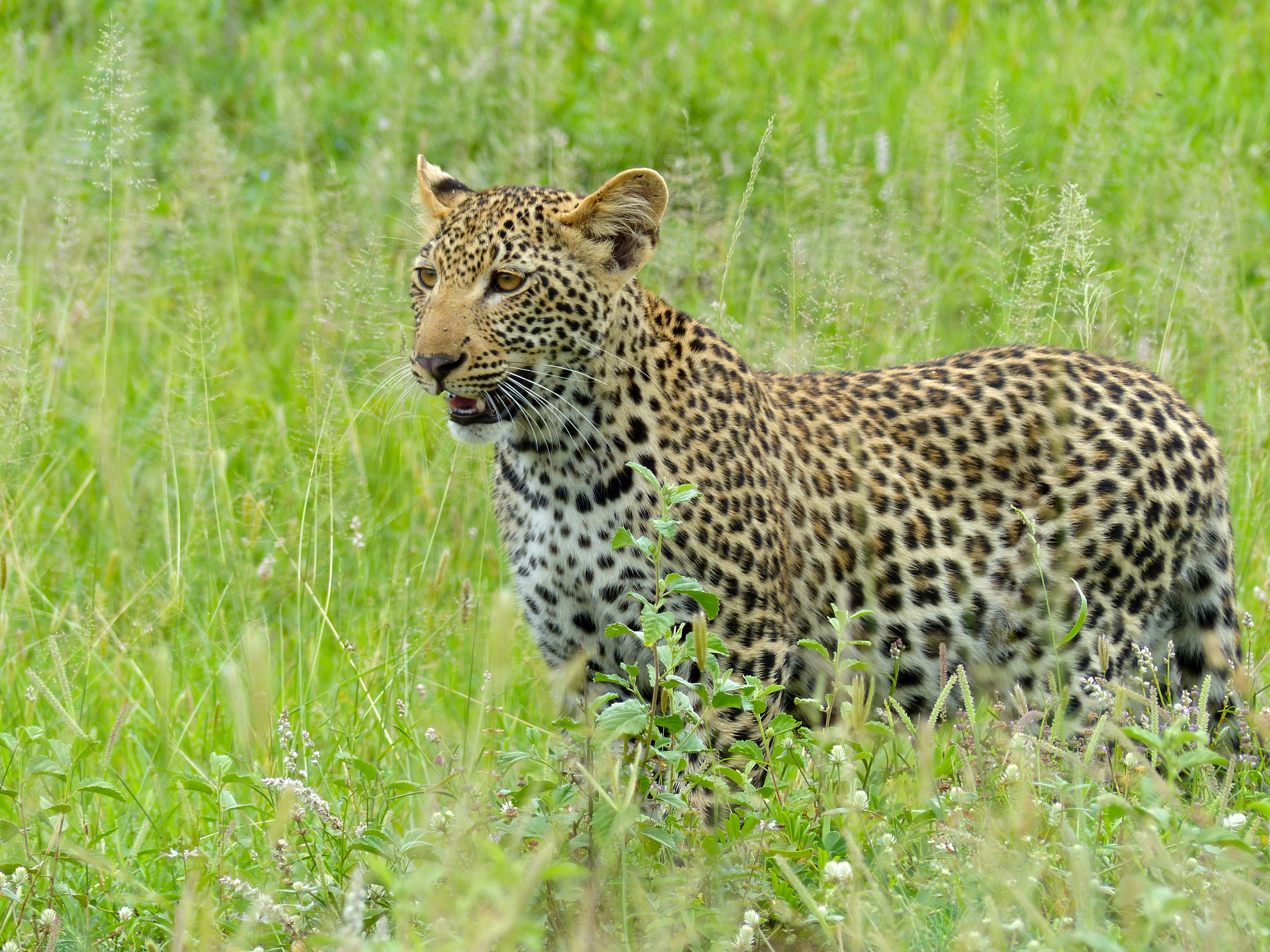 Leopard (Panthera pardus) cub (13925185824).jpg