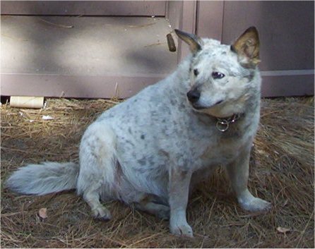 File:Lightblueheeler.jpg