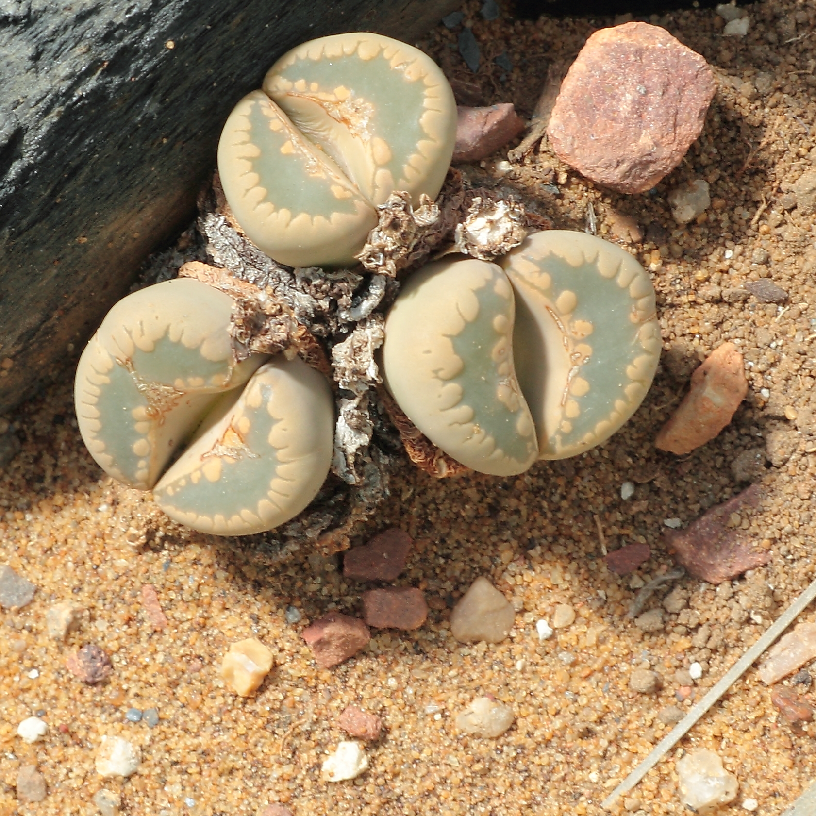 Lithops otzeniana