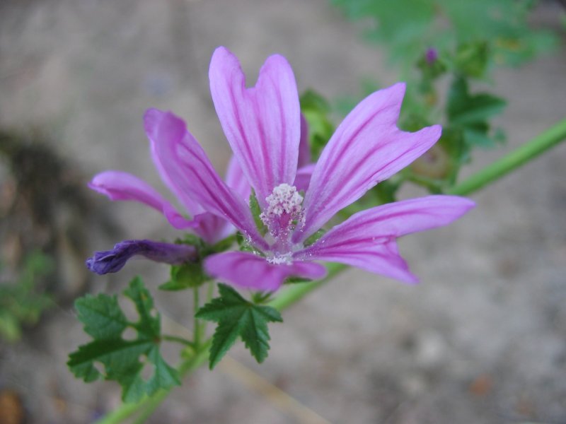 File:Malva sylvestris bluete.jpeg