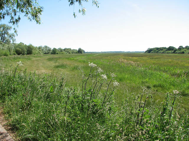 File:Marsh pastures - geograph.org.uk - 1335052.jpg