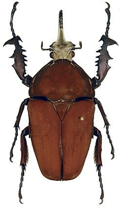 File:Mecynorhina-ugandensis.jpg