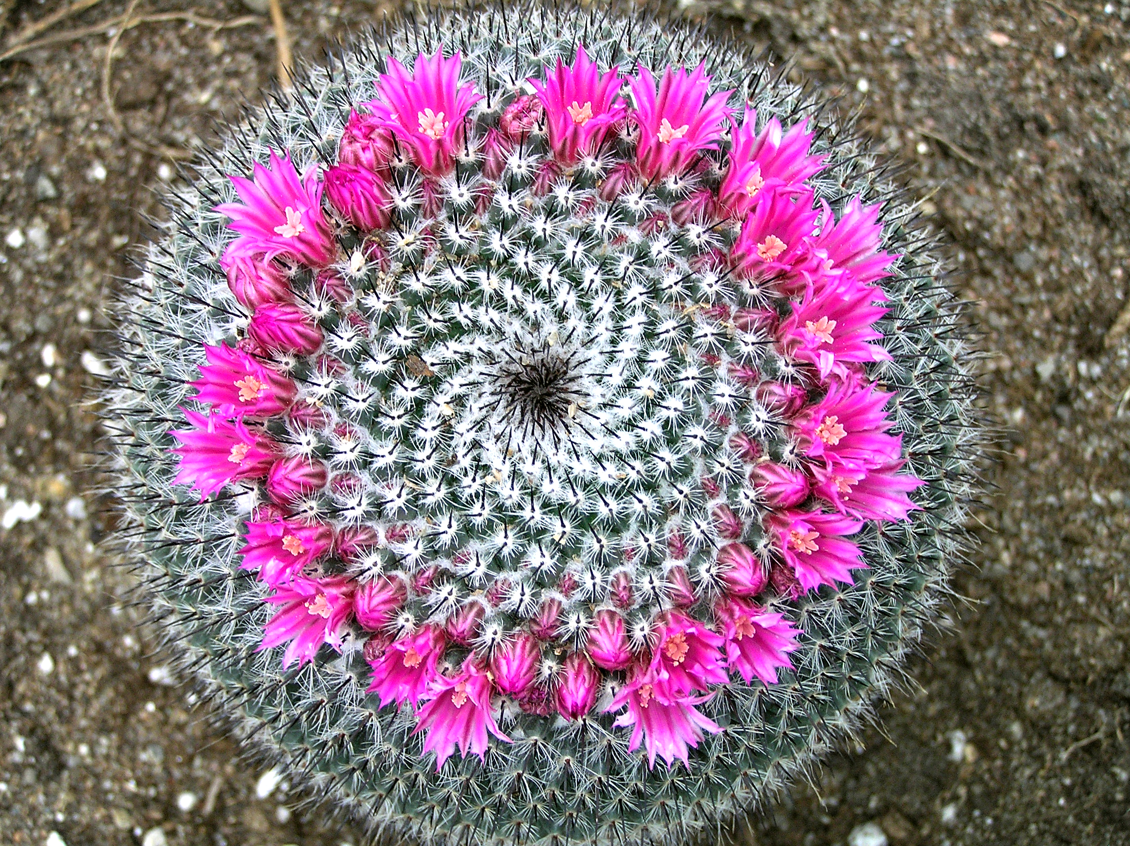 Pincushion - Wikipedia