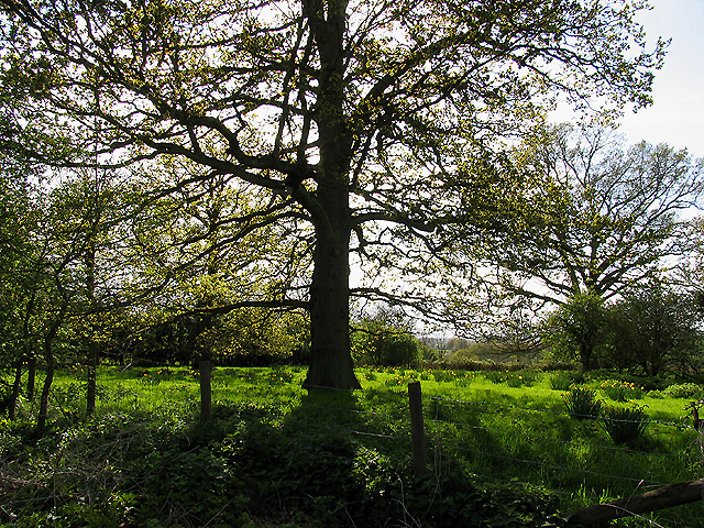 File:Oak Tree at Upper Church Farm - geograph.org.uk - 5960.jpg