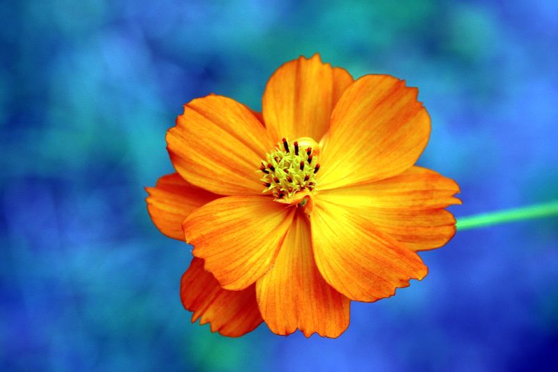 blue and orange flowers