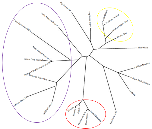 Unrooted phylogenetic tree of C13orf46 isoform 1 evolutionary history. Circles indicate species groups of like taxons. The red circle highlights primates, the yellow circle indicates carnivores, and the purple circle indicates rodents. Phylogenetic Tree Isoform 1.png