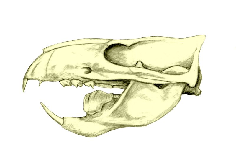 File:Ptilodus skull BW.jpg