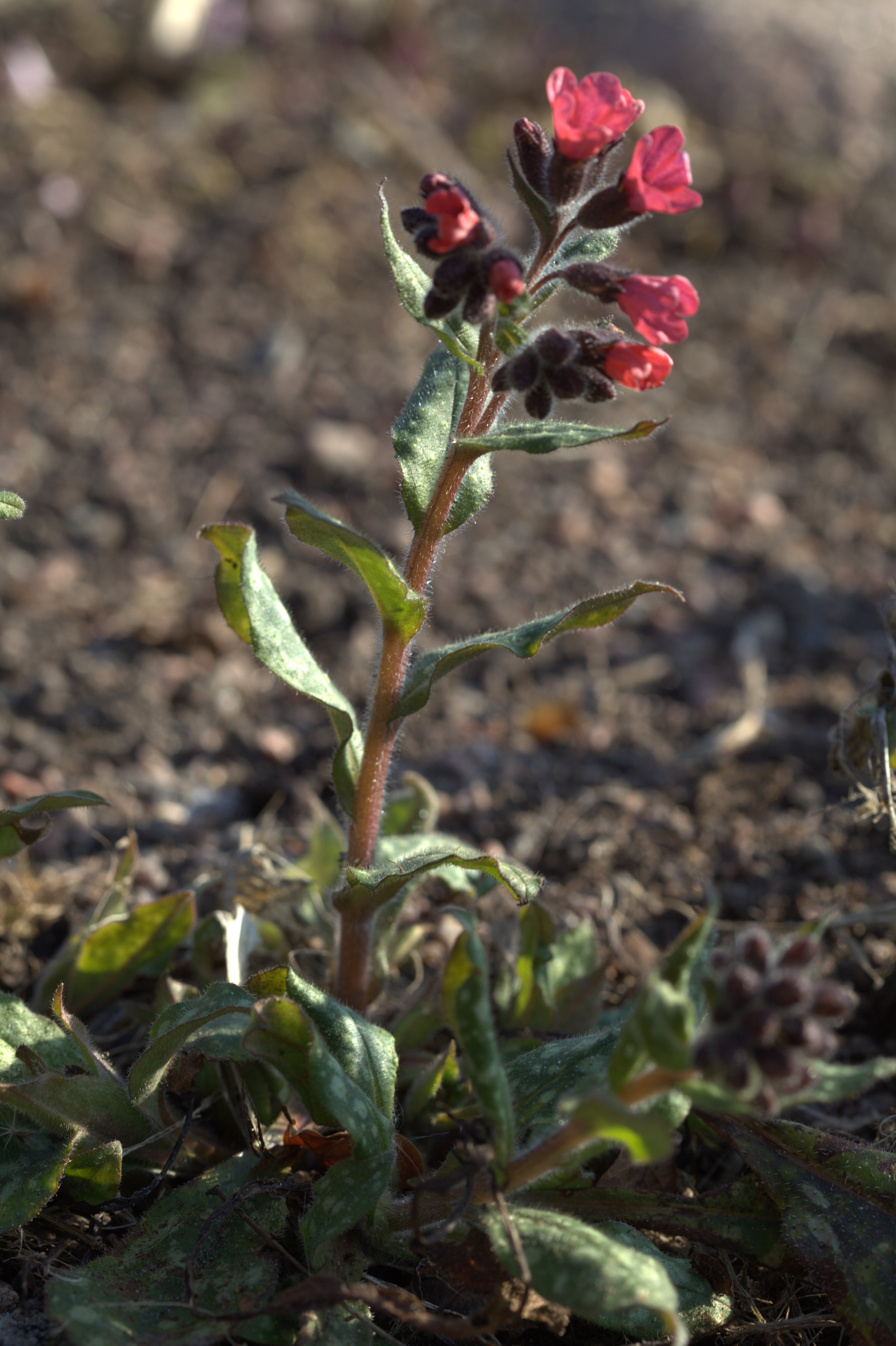 Pulmonaria saccharata