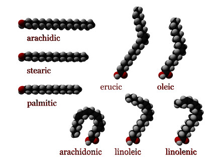 Three-dimensional representations of several fatty acids. Saturated fatty acids have perfectly straight chain structure. Unsaturated ones are typically bent, unless they have a trans configuration.