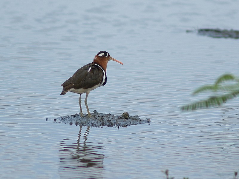 File:Rostratula benghalensis P7105857.jpg