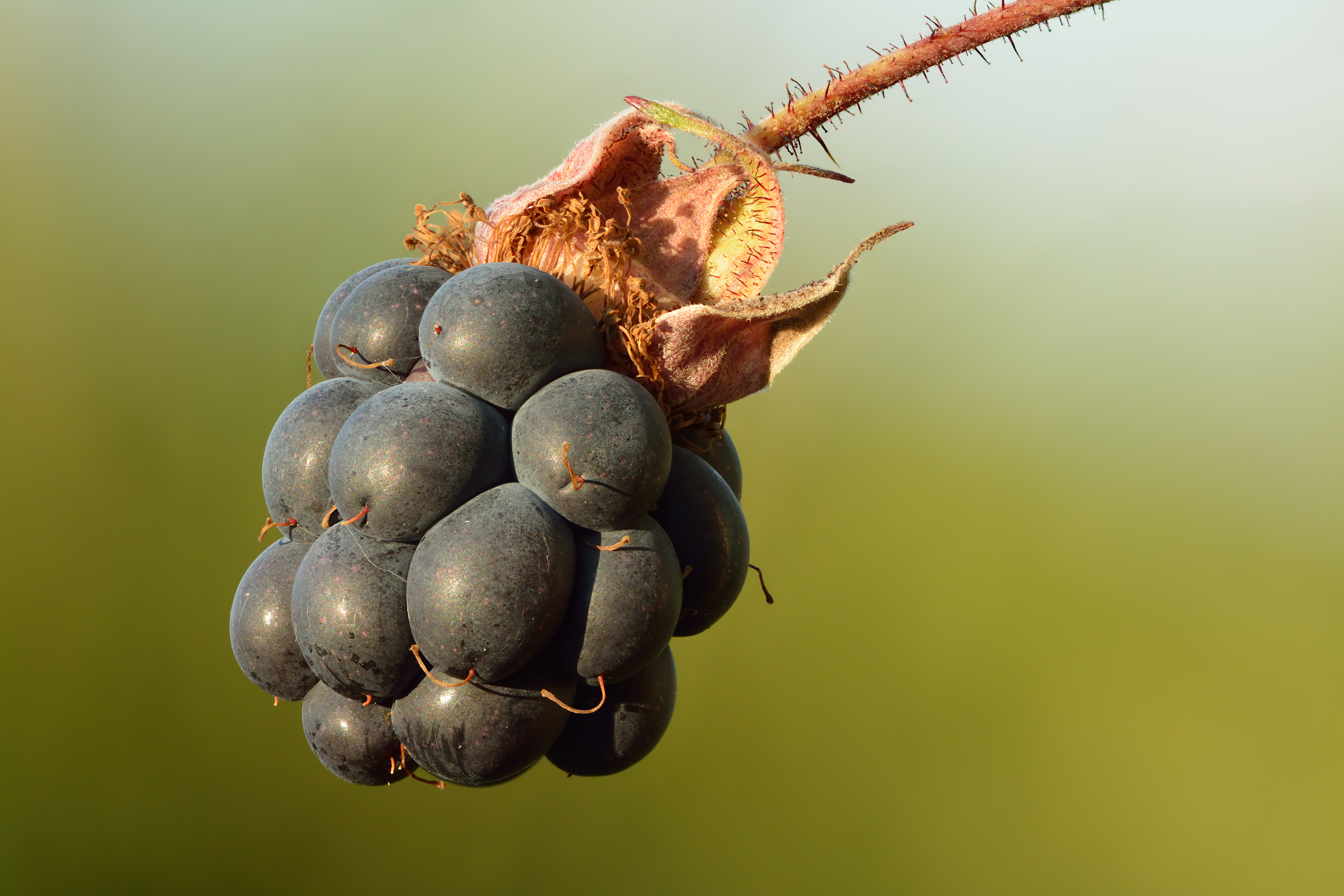 Ripe European dewberry