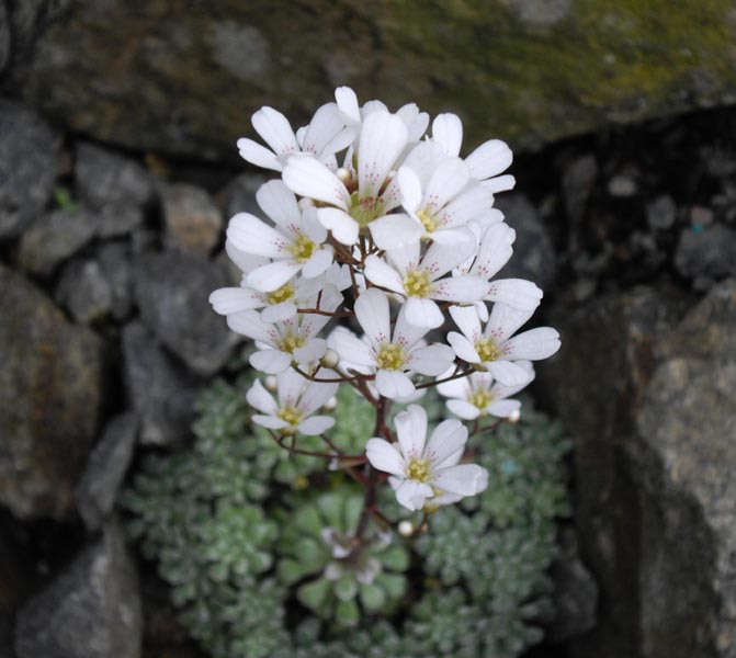 File:Saxifraga cochlearis 'Minor' 6.JPG