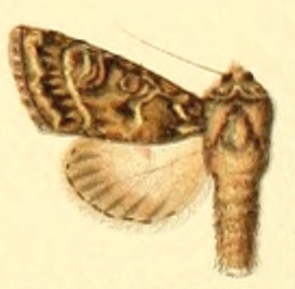 <i>Sideridis peculiaris</i> Species of moth