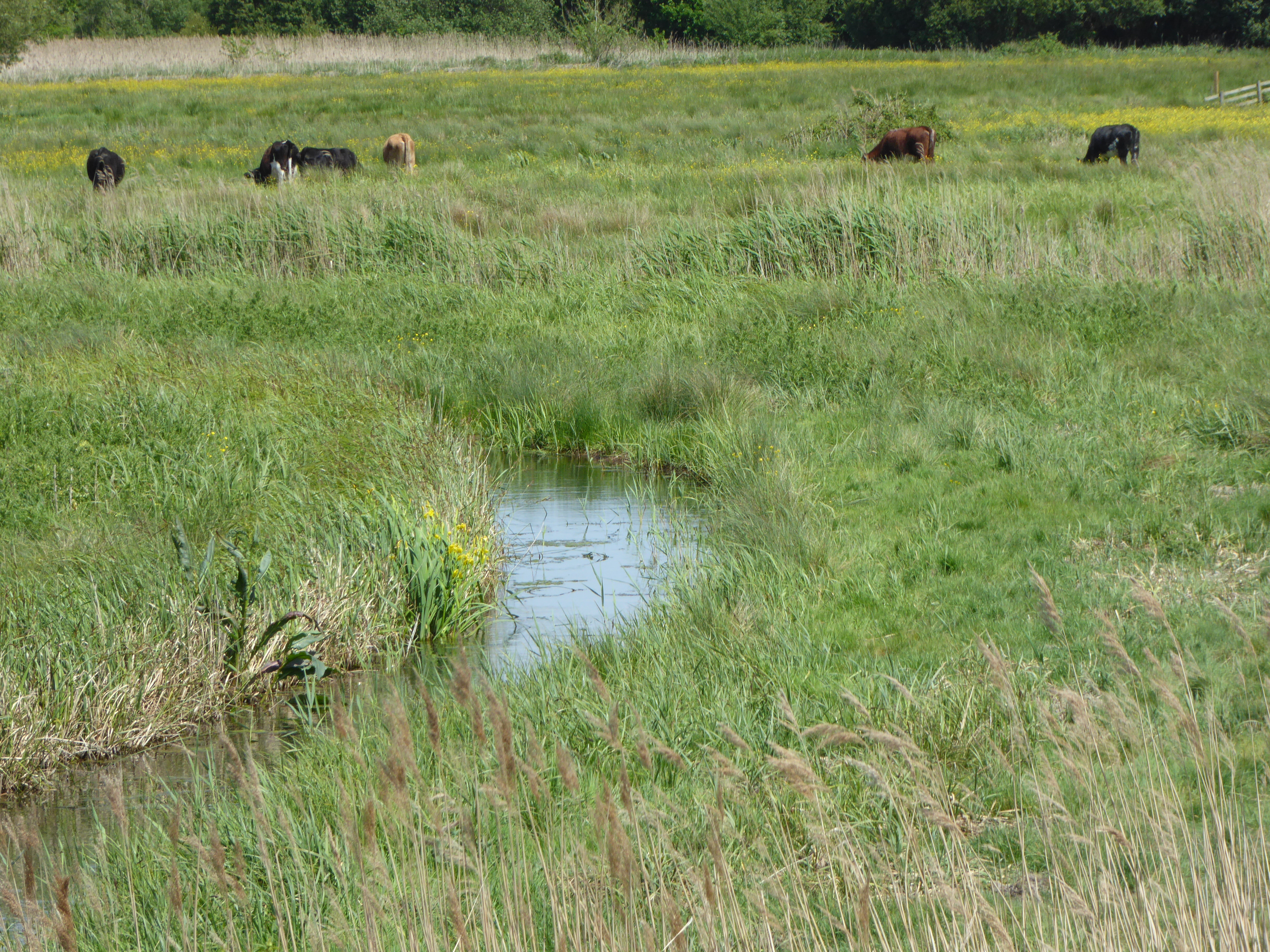 Snape Marshes