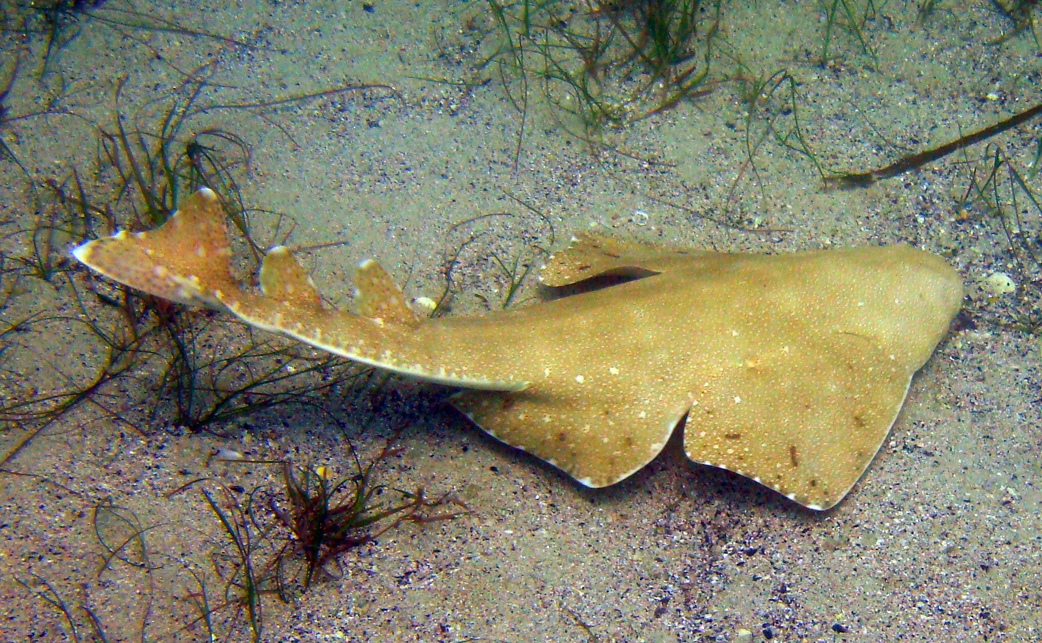 angel shark attack