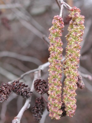 Alnus serrulata의 수꽃(오른쪽)과 암꽃(왼쪽)