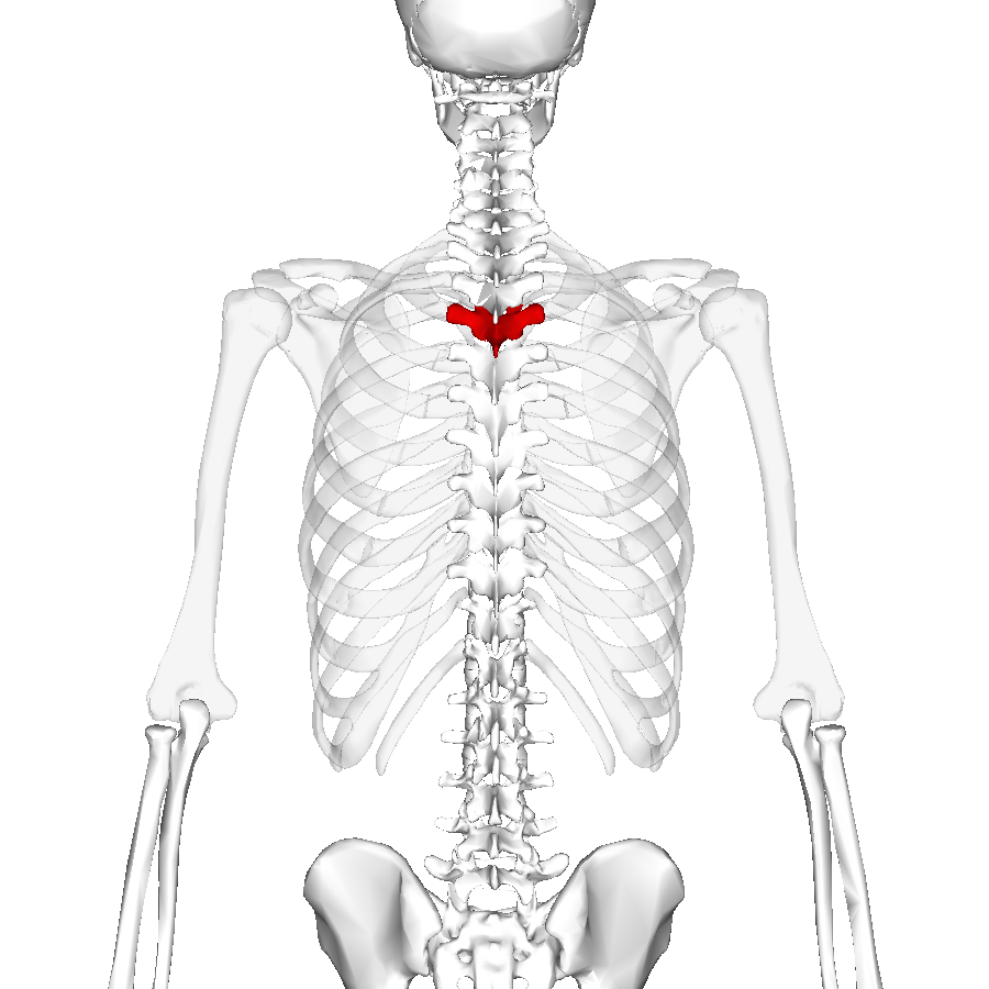 File:Thoracic anatomy.png - Wikimedia Commons